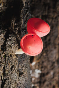 Close-up of red balloons on tree trunk against wall
