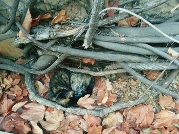 Close-up of lizard