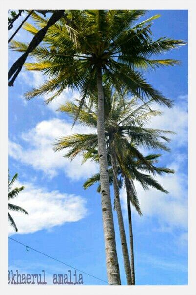 transfer print, tree, low angle view, palm tree, sky, auto post production filter, tree trunk, growth, nature, blue, tranquility, cloud - sky, cloud, branch, tall - high, beauty in nature, silhouette, day, sunlight, outdoors