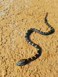 High angle view of snake on field