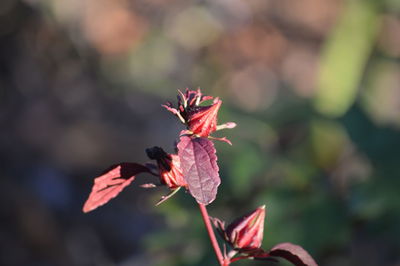 Close-up of red leaf