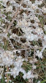 Close-up of flowers