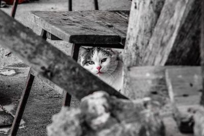 Close-up portrait of cat