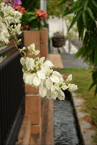 Close-up of white flowering plant