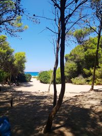 Trees on beach against clear blue sky