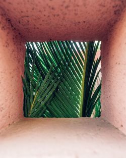 Close-up of potted plant against wall