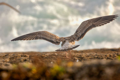 Seagull on rock