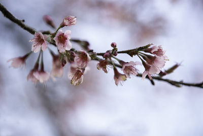 Close-up of cherry blossom 