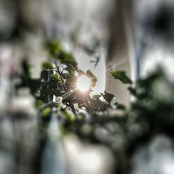 Close-up of fresh plant against trees