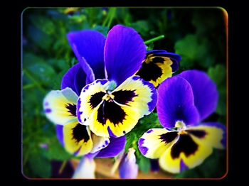 Close-up of purple flower