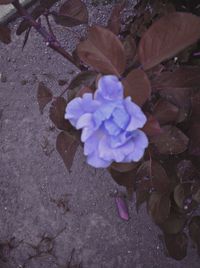 High angle view of purple flowering plant