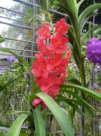 Close-up of red flowers blooming outdoors