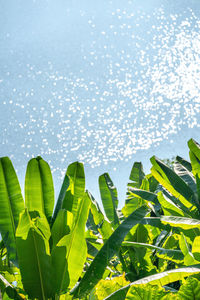Close-up of wet plants against sky