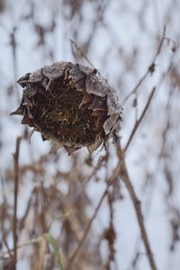 Close-up of dry leaf on snow covered field