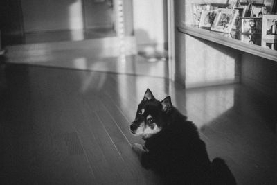 Cat looking away while sitting on window