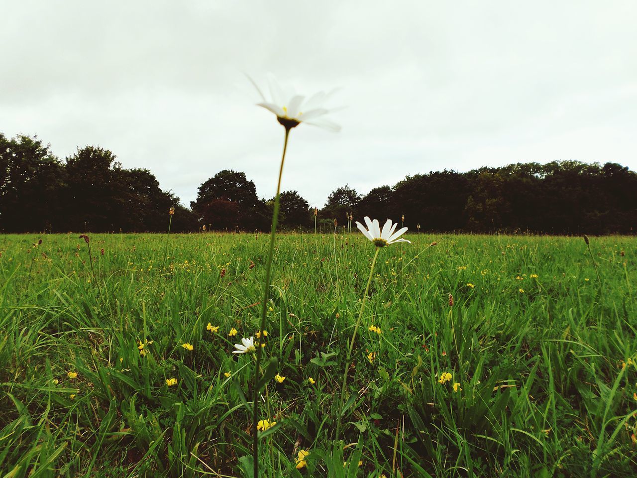 grass, flower, field, growth, landscape, sky, beauty in nature, nature, tree, grassy, tranquil scene, freshness, tranquility, green color, white color, dandelion, meadow, fragility, wildflower, plant