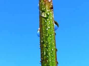 Low angle view of cactus against clear blue sky