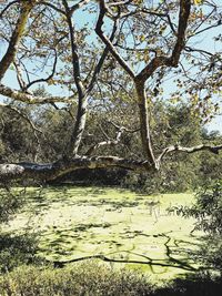 Scenic view of river in forest against sky