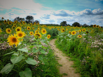 View of sunflowers growing in field