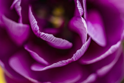 Close-up of purple flowering plant