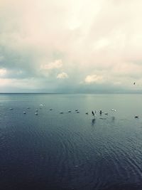 Swans swimming in sea against sky