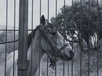 Horse in zoo