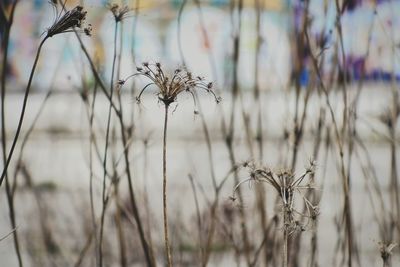 Close-up of plant against blurred background