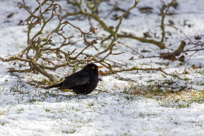 Close-up of bird perching on snow