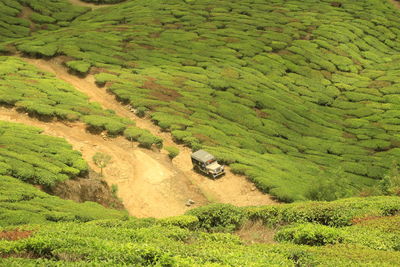 High angle view of jeep and trees in field