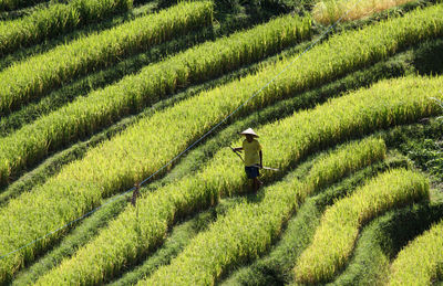 High angle view of man standing on terraced field