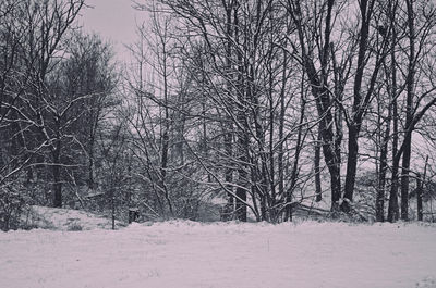 Bare trees on snow covered landscape