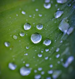 Close-up of raindrops on green leaves