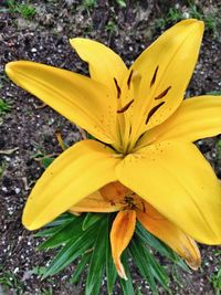 Close-up of yellow flower