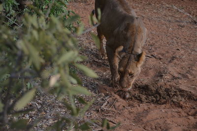 High angle view of horse on field