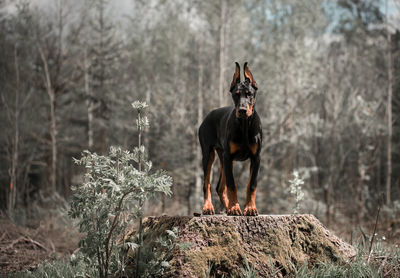 Dog standing on field in forest