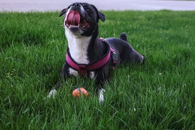 Dog in a field
