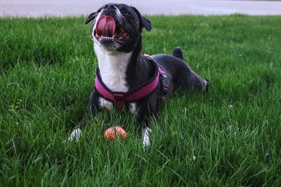 Dog in a field