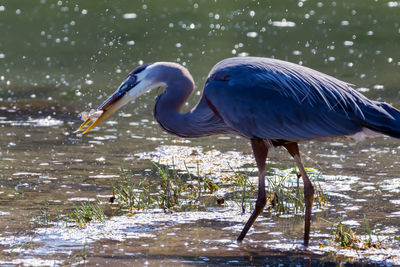 High angle view of gray heron perching on lake