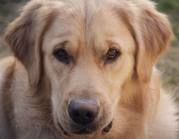 Close-up portrait of dog