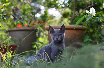 Portrait of cat sitting on plant