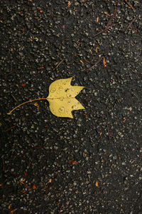 High angle view of maple leaf on wet street