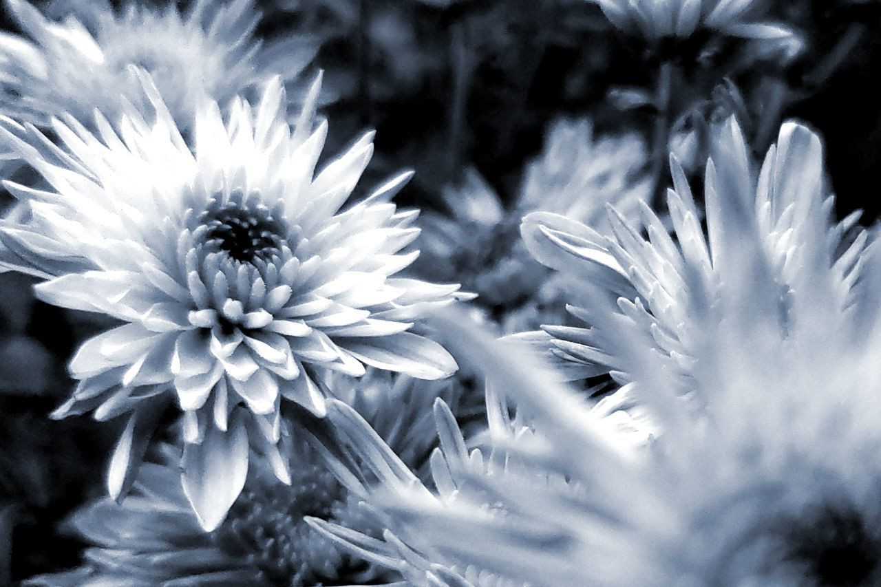 flower, flowering plant, plant, growth, beauty in nature, freshness, petal, vulnerability, fragility, close-up, flower head, inflorescence, nature, no people, selective focus, day, pollen, outdoors, white color, daisy