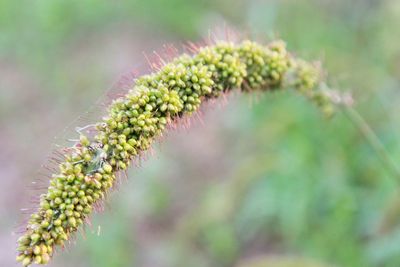 Close-up of plant against blue sky