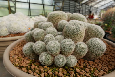 Close-up of succulent plant in greenhouse