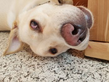 Close-up portrait of puppy at home