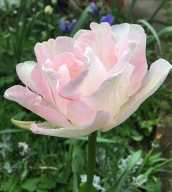 Close-up of pink flower