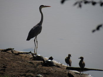 Bird perching on a lake