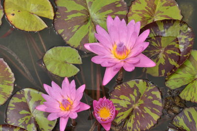 High angle view of pink water lily amidst leaves in pond