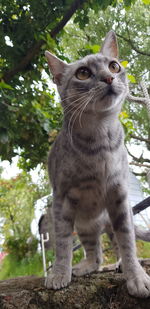 View of a cat looking away