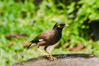 Close-up of bird perching on rock